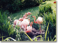 Usa flamingo
